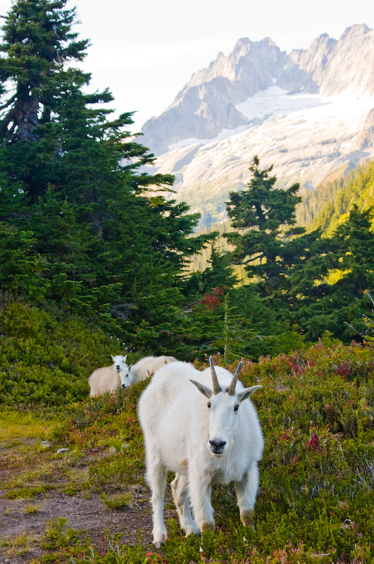 Mount Goats